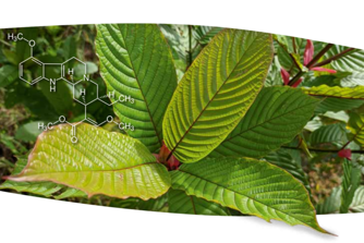 Kratom - voľne dostupná droga, ktorú môžeme ľahko odhaliť!