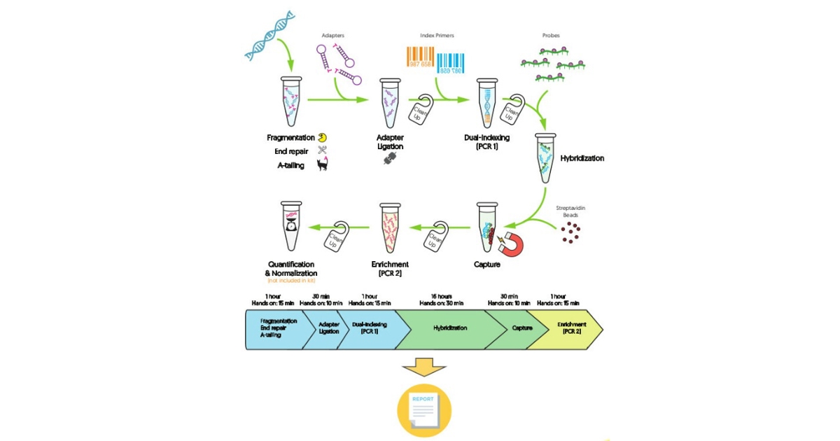 Ngs Engine. Sample Contamination Clinical Exome Sequencing NGS assay (4x4 samples) | BioVendor LM
